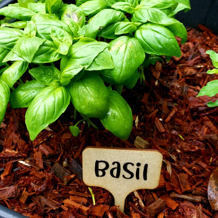 Bamboo Plant Markers – Herb & Veg | Personalised Garden Labels