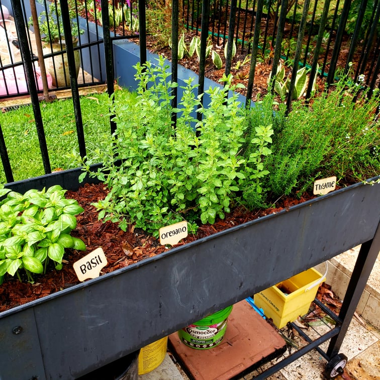 Bamboo Plant Markers – Herb & Veg | Personalised Garden Labels