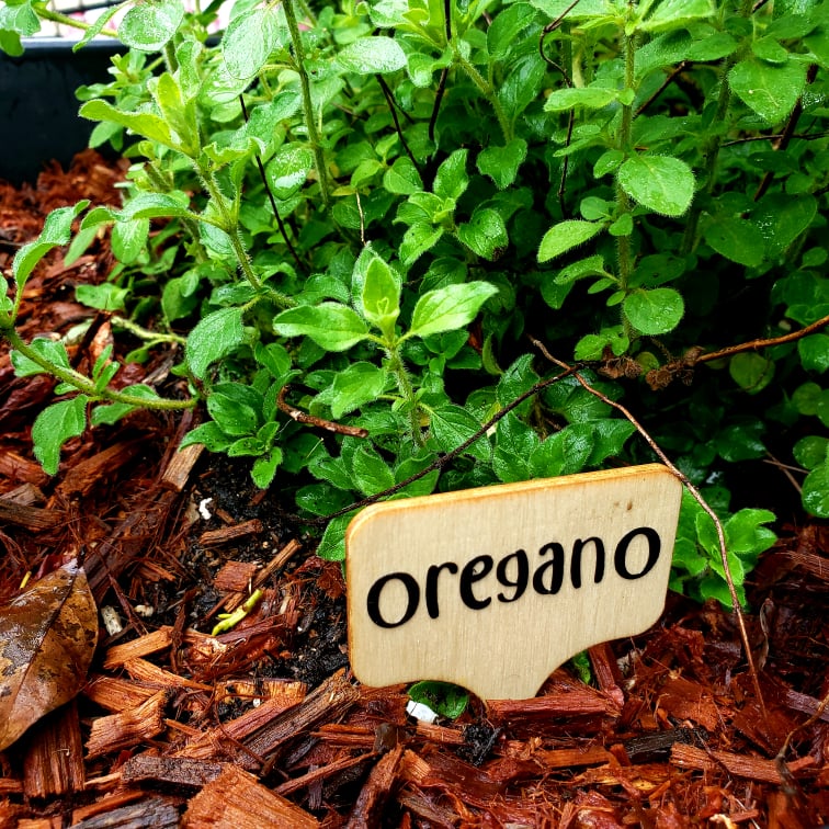 Bamboo Plant Markers – Herb & Veg | Personalised Garden Labels