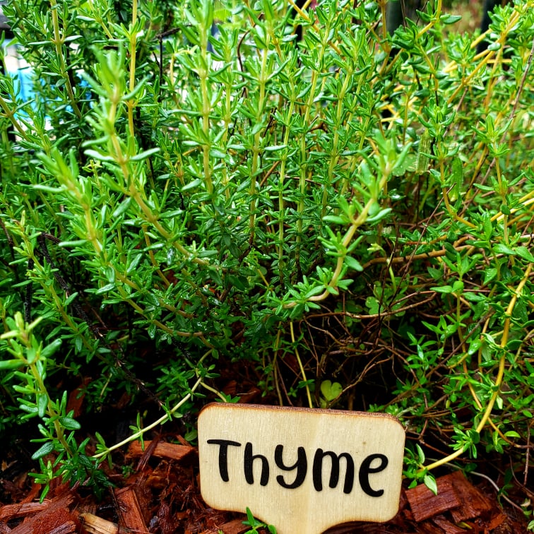 Bamboo Plant Markers – Herb & Veg | Personalised Garden Labels