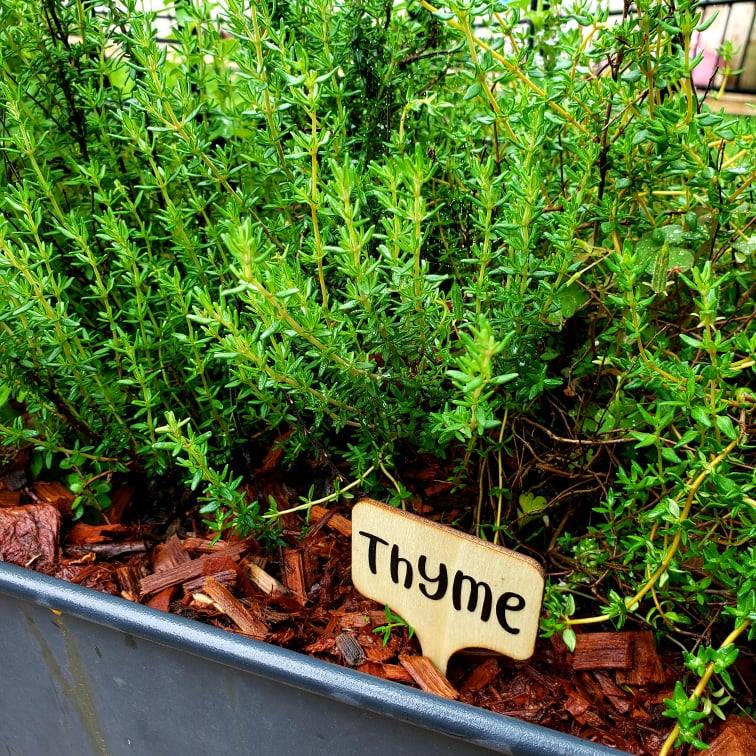 Bamboo Plant Markers – Herb & Veg | Personalised Garden Labels