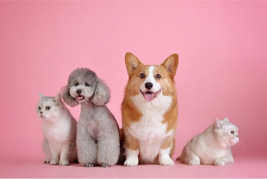 6 Essential Pet Supplies Every Owner Needs for a Happy, Healthy Pet