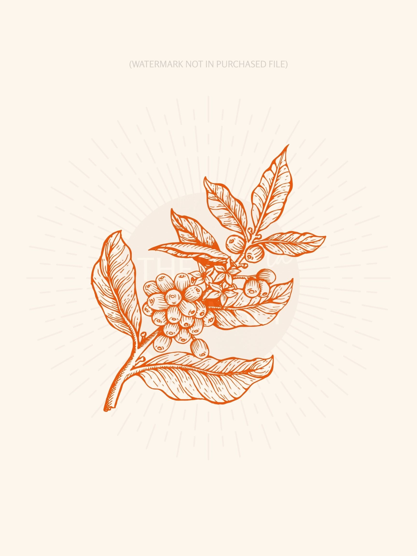 Orange line drawing of a coffee plant on a beige background